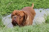 DOGUE DE BORDEAUX 086